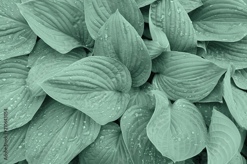 Hosta leaves after rain