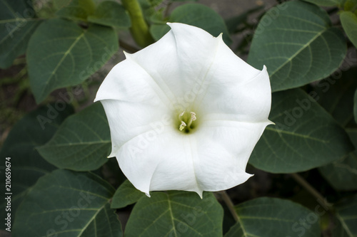 Top view of blooming white Datura inoxia flower with green leaves