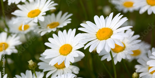 White daisy background.