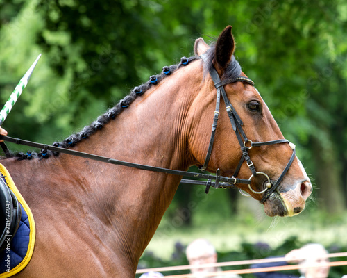  Portrait of brown horse.