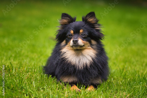 dog pomeranian spitz