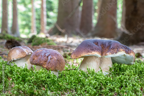 Group of penny buns mushroom in summer forest