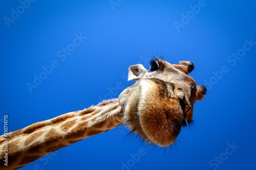giraffe looks in wide angle lens from above