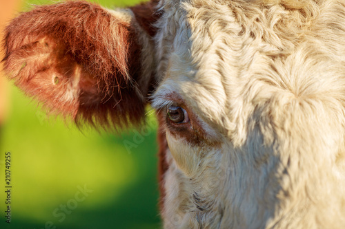 Closeup of hereford cow eye