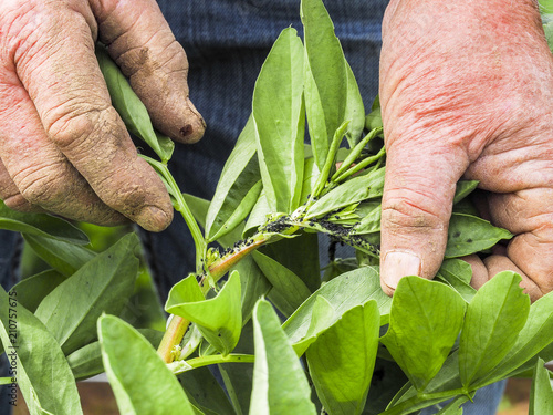 Senior gardener shows a lot of aphids of different age and sex eat the plant pests of gardens vegetable gardens small on a green in the open air