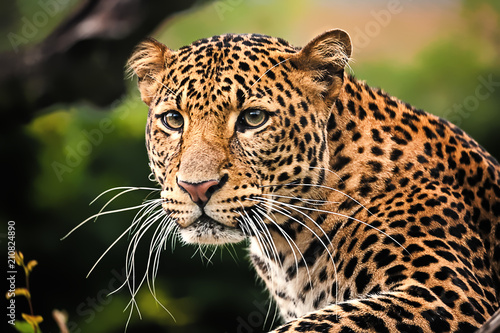 Javan leopard close up