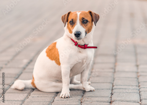 Portrait of cute small dog jack russel terrier sitting outside on gray paving slab at summer day. Front of adorable pet looking into camera