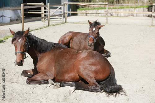 two young horses lie on paddock