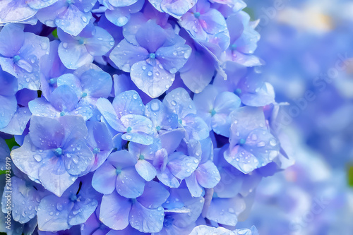 雨上がりの紫陽花 Hydrangea