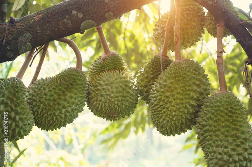 durian farm , musang king in focus