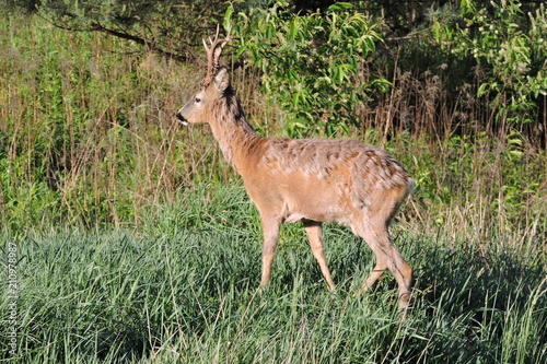 A deer shedding hair standing in a meadow