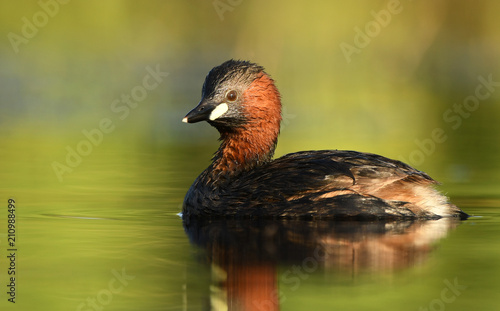 Little grebe (Tachybaptus ruficollis)