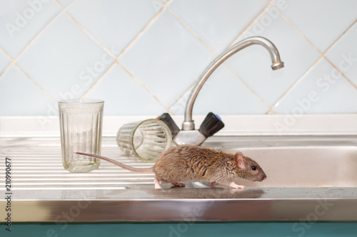 Zbliżenie młody szczur grasuje na zlew przy kuchnią na tle dwa faceted szkła (Rattus norvegicus). Walcz z gryzoniami w mieszkaniu. Eksterminacja.