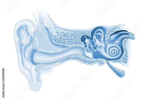 Ear anatomy, medical illustration