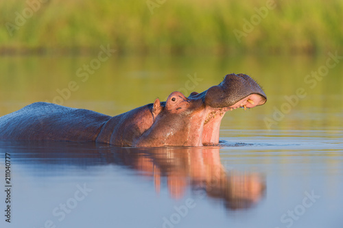 Yawning Hippopotamus