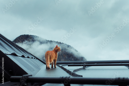 Rudy kot przemierzający dachy