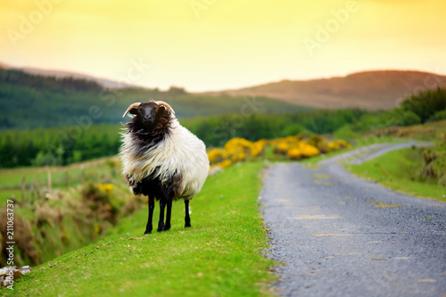 Sheep marked with colorful dye grazing in green pastures of Ireland