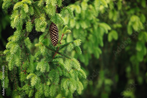 Textural background Green coniferous branches of fir with cones.