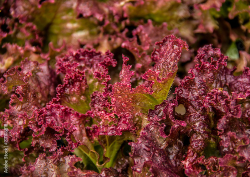 Purple lettuce and drops of water. Useful organic lettuce Lola Rossa. Useful herbs