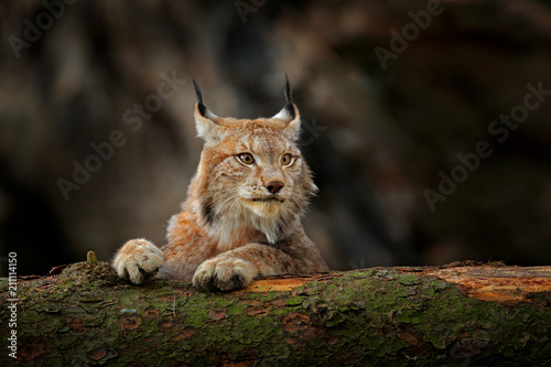 Lynx in green forest with tree trunk. Wildlife scene from nature. Playing Eurasian lynx, animal behaviour in habitat. Wild cat from Germany. Wild Bobcat between the trees.