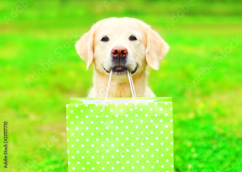 Pretty Golden Retriever dog is holding a green shopping bag in the teeth on a grass on a summer