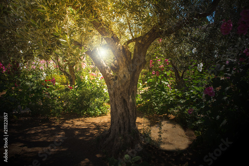 Olive trees in Gethsemane garden, Jerusalem