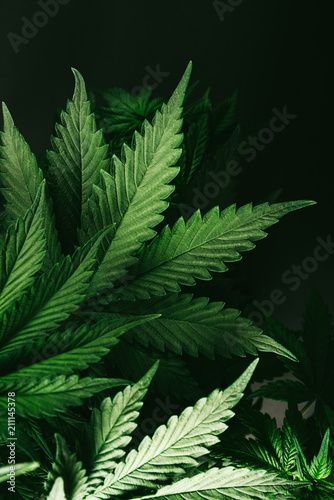 cannabis leaf