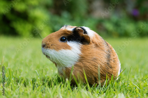 Guinea pig (Cavia porcellus)