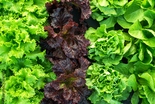 lettuce green fresh plant harvest salad