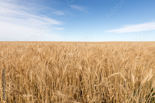 Rye field ready to harvest Alberta Canada