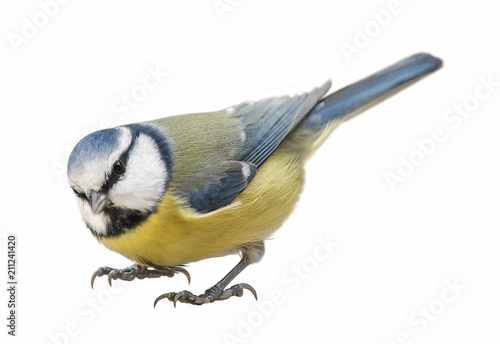 Blue Tit (Cyanistes caeruleus), Titmouse isolated on white background