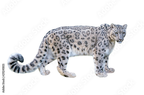 Snow leopard (Panthera uncia). Leopard, full length, isolated on white background