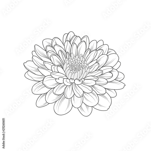 Monochrome chrysanthemum flower painted by hand. Element for design and creativity.