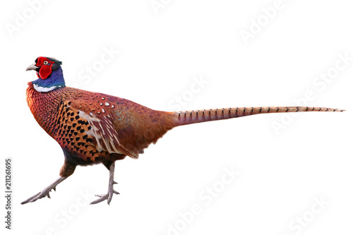 Pheasant (Phasianus colchicus), isolated on White background