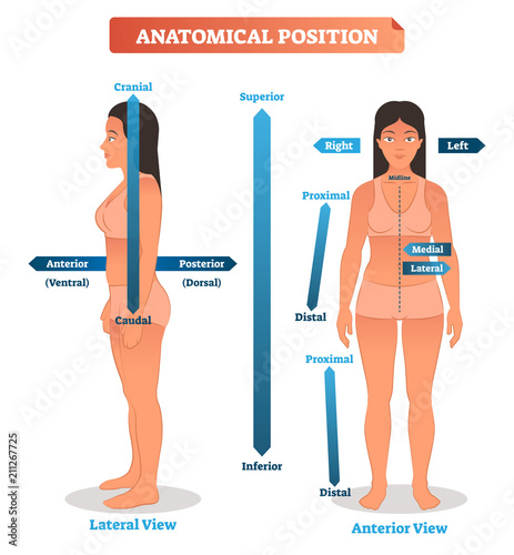 Anatomical positions vector illustration. Scheme of superior, inferior and proximal, distal locations, as well as medial, lateral and anterior, posterior sides