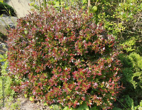 Berberis x media 'Red Jewel'