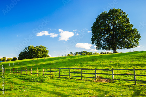 Green landscape with the Tree on the hill and fence in the foreground