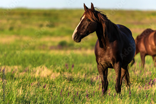 Dzikie konie pasą się na nasłonecznionej łące
