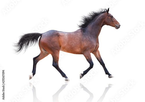 Bay horse runs trot on white background