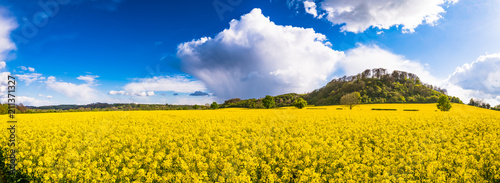 Beautiful panorama of field of bright yellow rapeseed in spring. Rapeseed (Brassica napus) oil seed rape