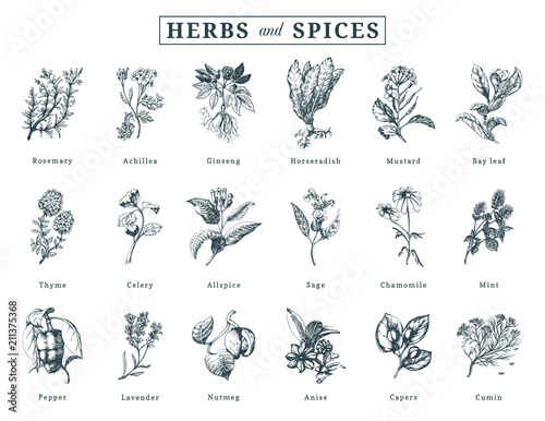 Drawn herbs and spices vector set. Botanical illustrations of organic, eco plants. Used for farm sticker,shop label etc.