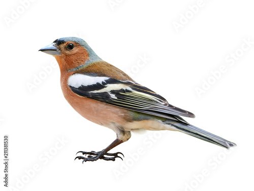 Chaffinch (Fringilla coelebs) male, isolated on White background