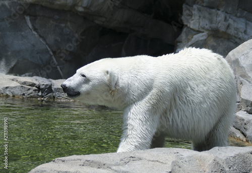 A Polar Bear Stands on a Rocky River Bank