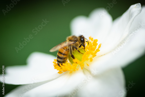 Honey bee ( apis mellifera ) close up searching for honey on the flower head of a white anemone not affected by the poison imidacloprid
