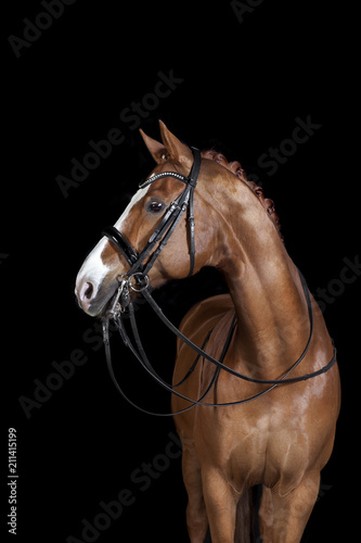 Horse black background