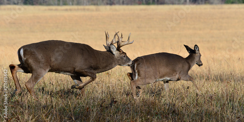 Bucks chasing does in Cades Cove Smoky Mountain National Park Tennessee