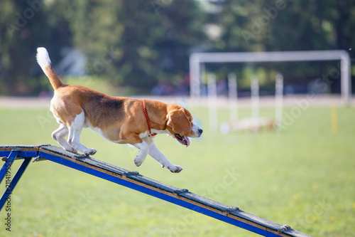 Funny dog descending on dog walk obstacle in agility trial