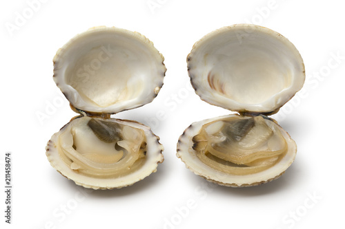 Pair of fresh raw open warty venus clams