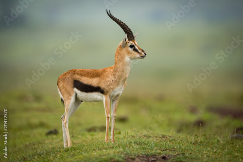 Thomson gazelle standing in profile on mound