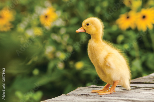 Cute duckling on an old rustic wooden table in the garden